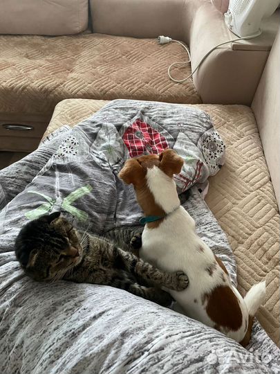 Джек Рассел терьер