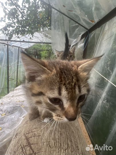 Коты в добрые руки