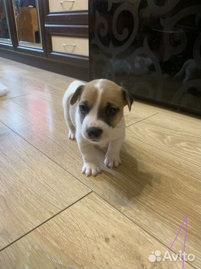 Собаки щенки джек рассел