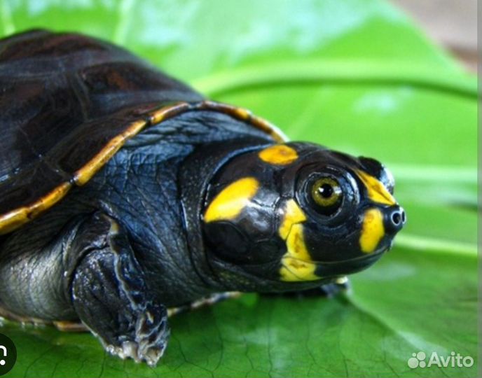 Желтоголовая черепаха