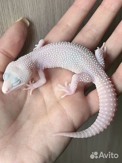 Эублефары Super Diablo Blanco