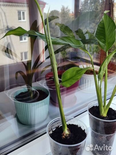 Спатифиллум