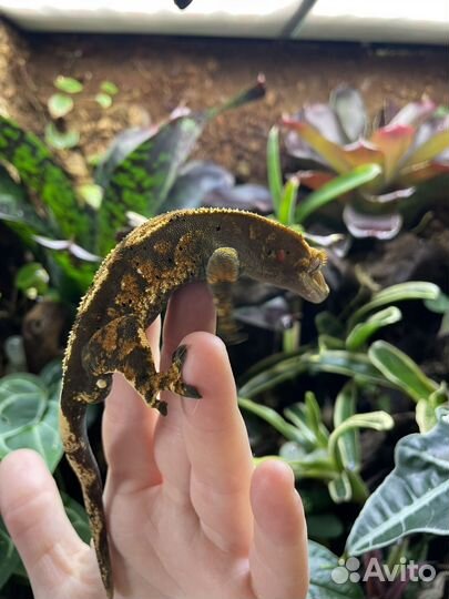 Реснитчатый бананоед