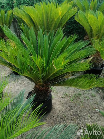 Пальма разные размеры