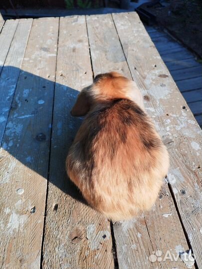 Карликовые, декоративные кролики