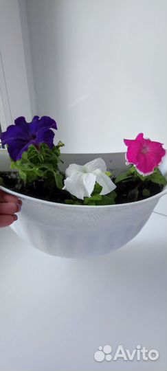 Петуния в кашпо