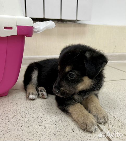 Щенки бесплатно