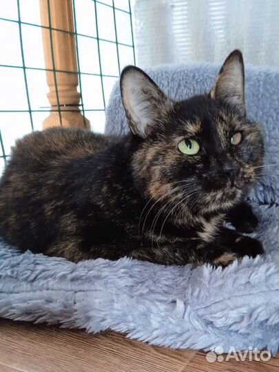 Трёхцветка ласковая кошка с трудной судьбой