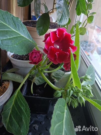 Глоксиния цветущая