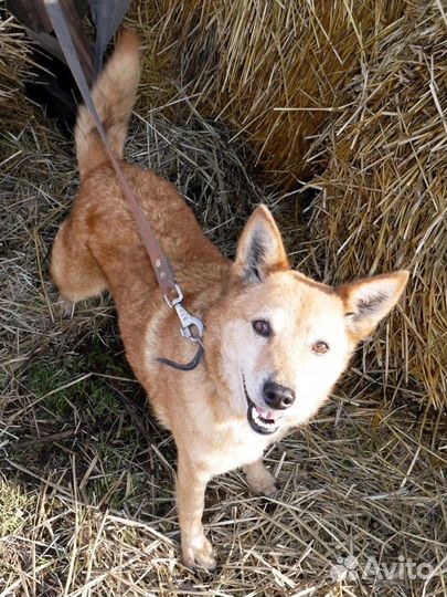 Собаки из приюта ищет дом