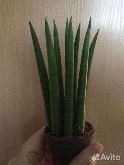 Сортовые сансивиерии