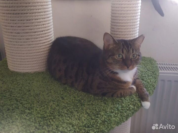 Апетитная Ириска (кошка)