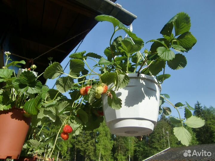 Ремонтантная земляника, клубника