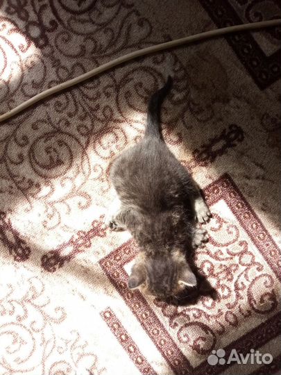 Котята крысоловы