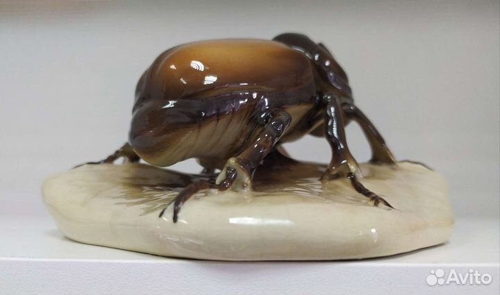 Жук носорог. Royal dux