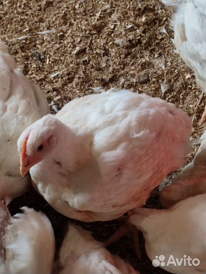 Домашние куры бройлеры