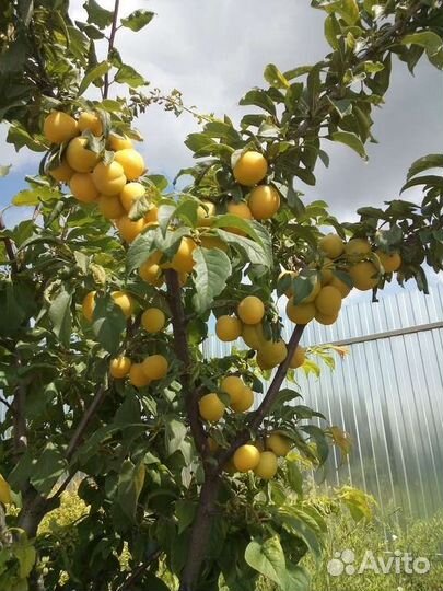 Алыча Царская саженцы