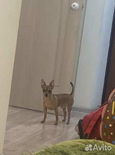 Той-терьер вязка мальчик