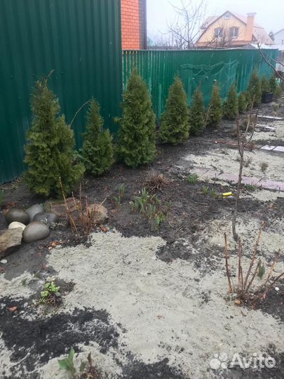 Туи смарагд