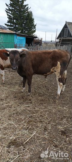 Быки, телка