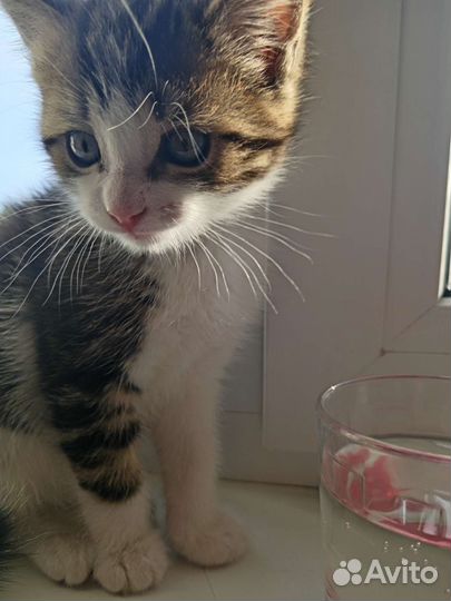 Отдам котенка в добрые руки