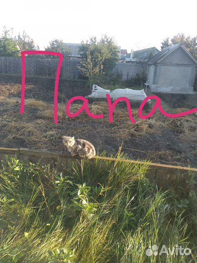 Бенгалские котята с британцем (метисы)