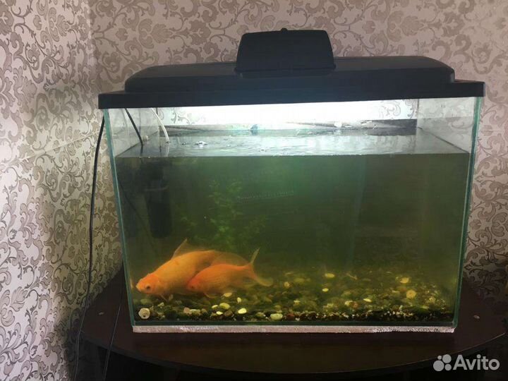 Аквариум