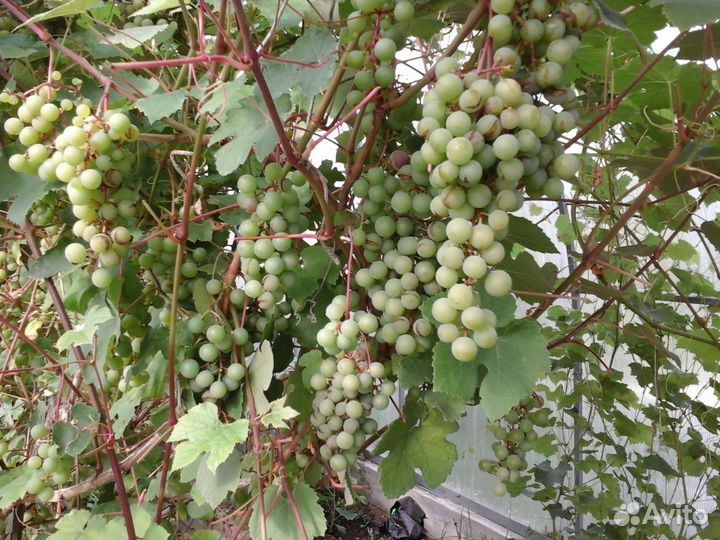 Саженцы винограда, груш и яблонь, клубника