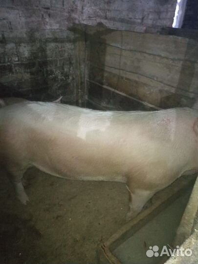 Поросенок ландрас