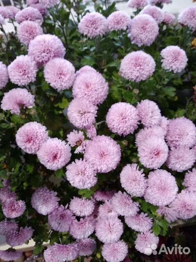 Хризантемы мультифлора