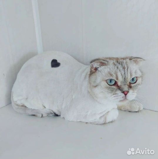 Стрижка кошек и собак