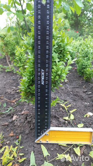 Саженцы самшита