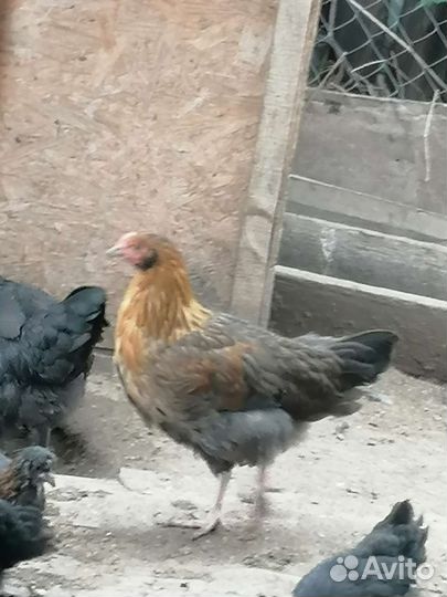 Куры петухи