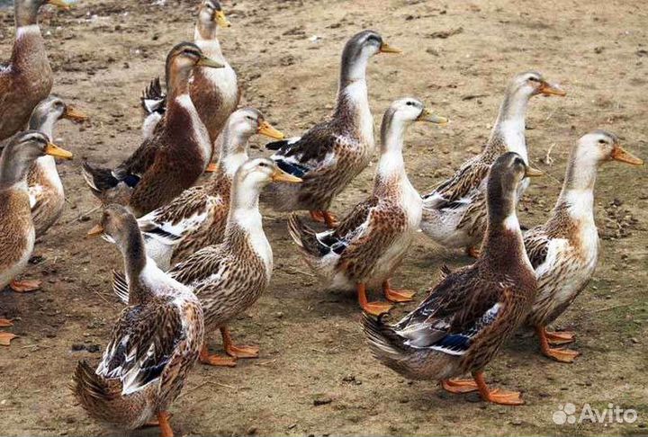 Свежее мясо