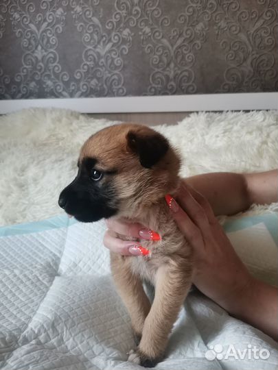 Отдам в добрые руки