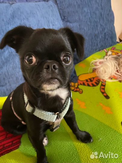 Передержка домашних животных