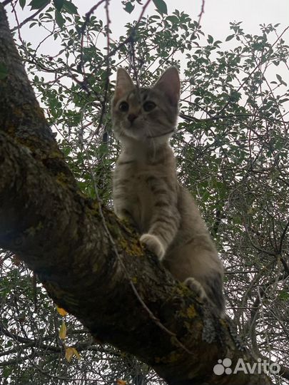 Котенок