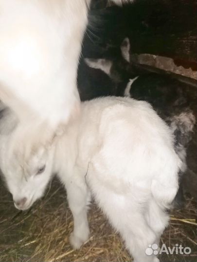 Продам козочек