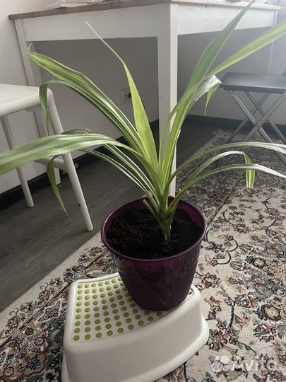 Пальма панданус