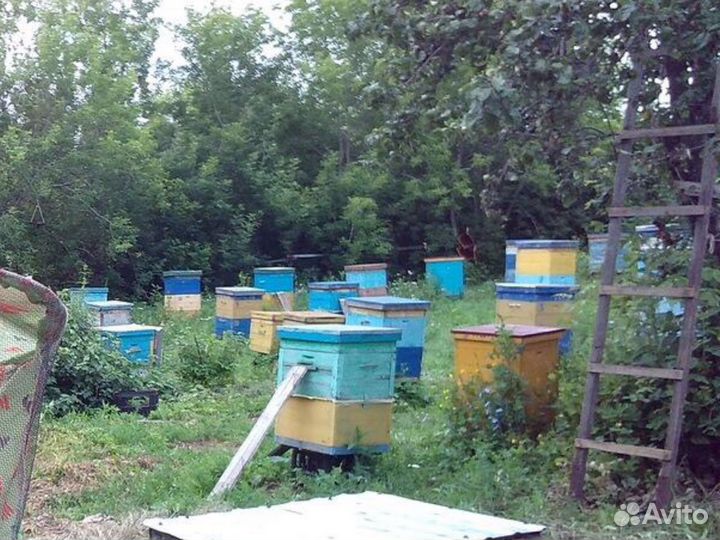 Пчелы и улья