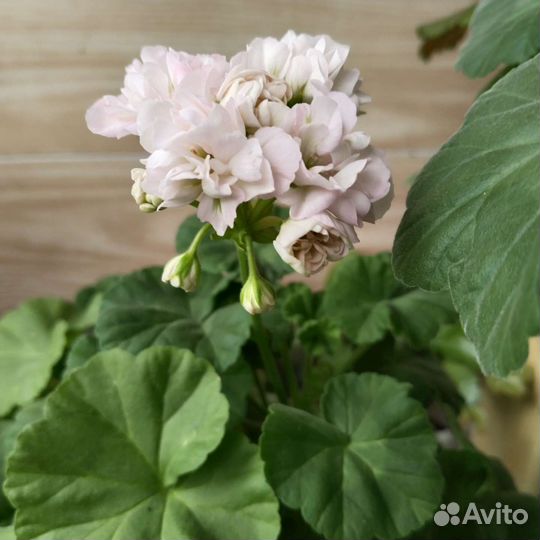 Пеларгония герань сортовая