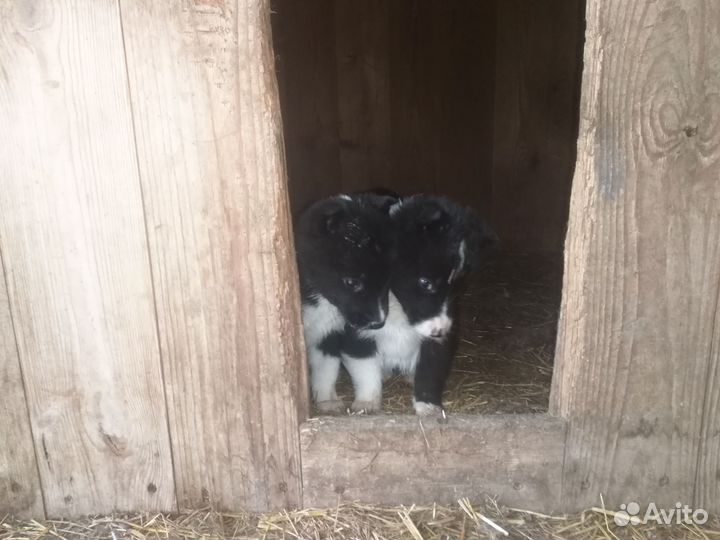 Русско европейская лайка