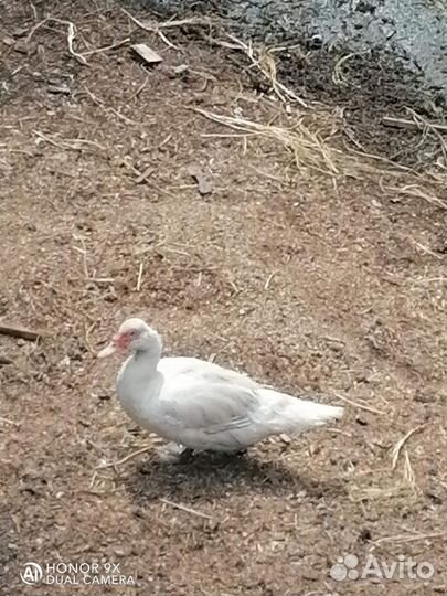 Семья индоуток