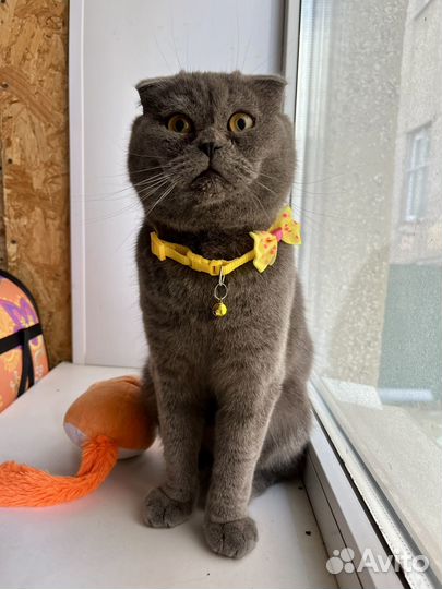 Феликс ищет дом