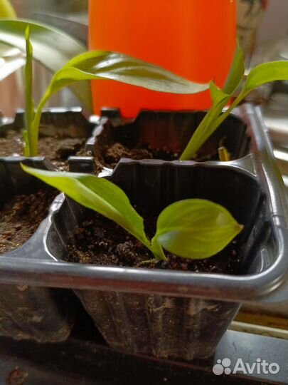 Женское счастье