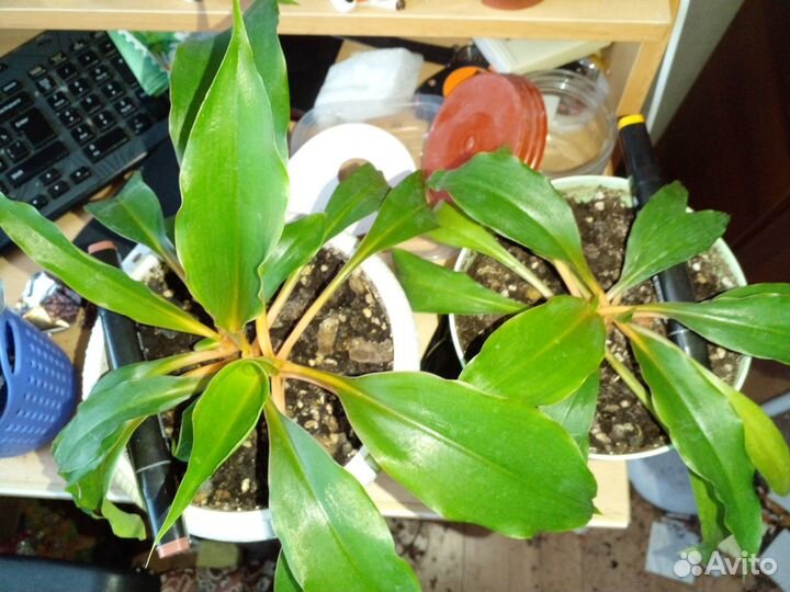 Хлорофитум грин Оранж