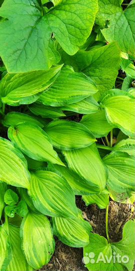 Хоста. Куст