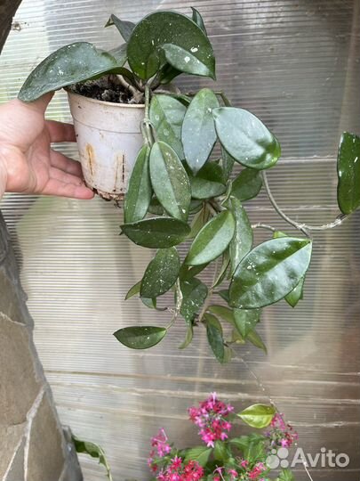 Хойя карноза