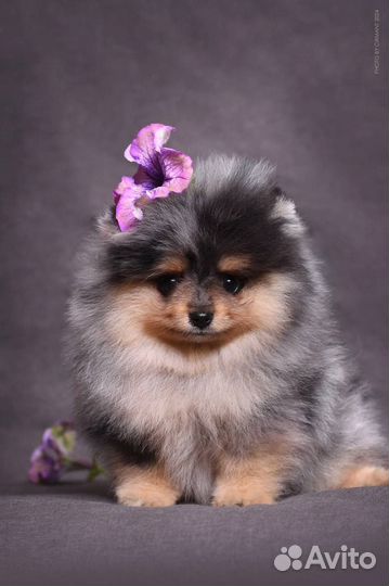 Померанский шпиц мини щенок