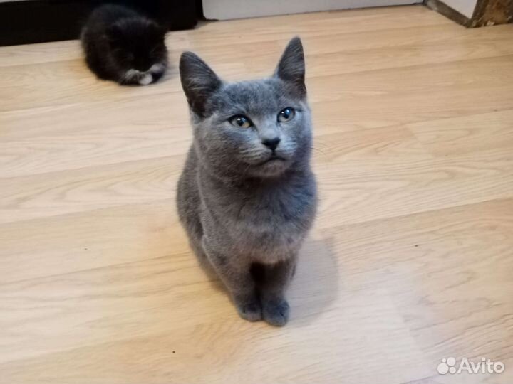 Русская голубая кошка